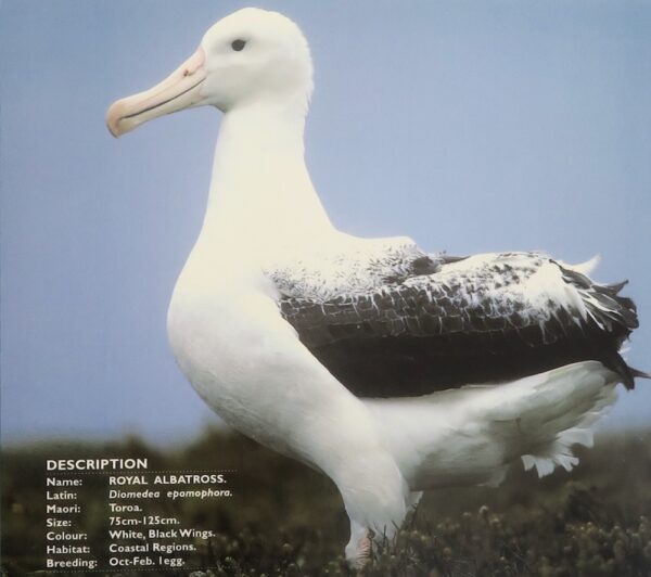 Nz sea bird coins